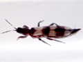 Aleothrips intermedius
